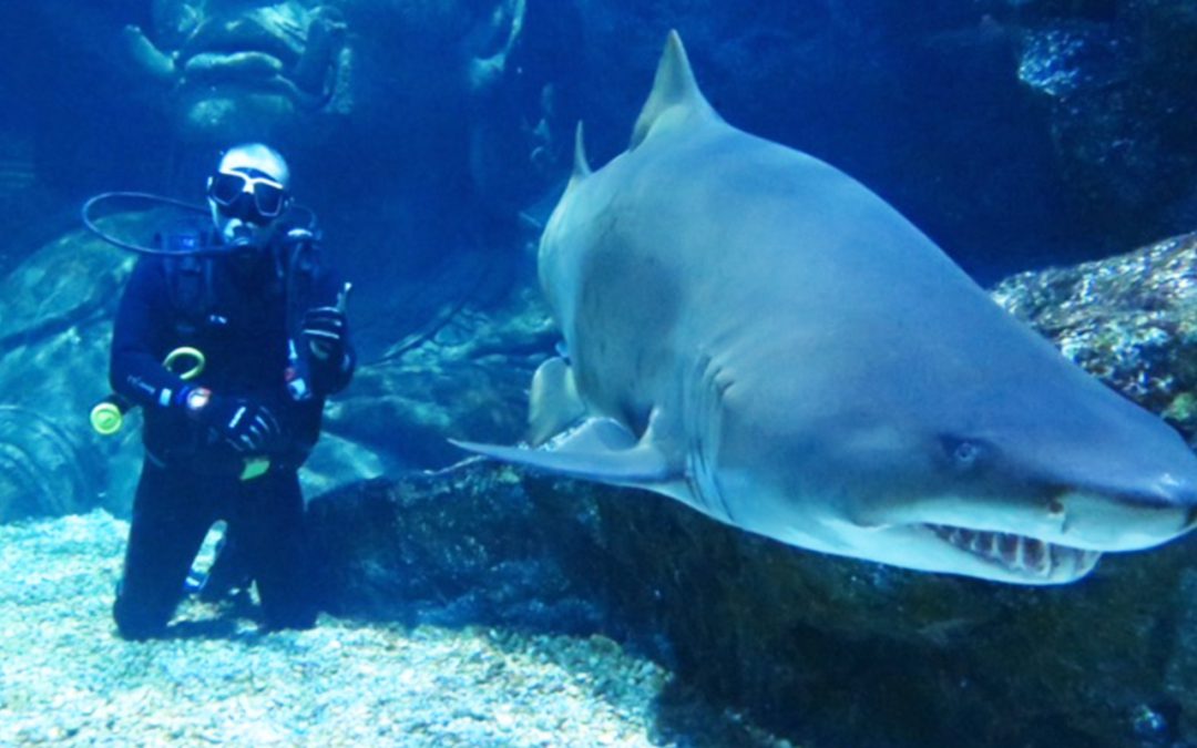 กิจกรรม Dive with Shark